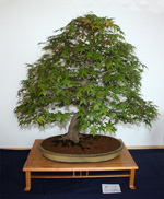 SBA-National Bonsai Exhibition 2014 (44).jpg